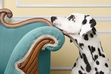 Sad Dalmatian Wallpapers And Images   Wallpapers, Pictures, Photos