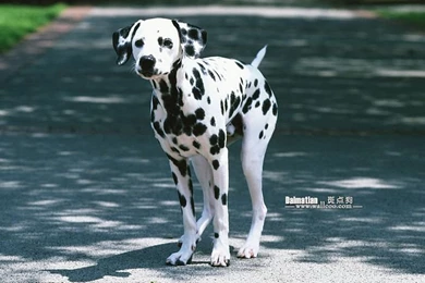 Dogs Dalmatian Wallpapers Pet Dog Dalmatian Desktop Wallpapers 25 ...
