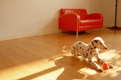 1440x900 Playful Dalmatian Desktop PC And Mac Wallpapers