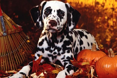 Dalmatian In The Halloween Theme Wallpapers And Images ...