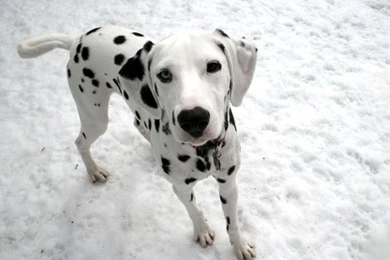 Dalmation Dog Photo