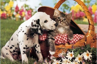 Cute Puppy Dalmatian Wallpapers For Your Computer Desktop