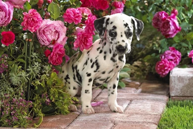 Dalmatian Wallpapers   659302