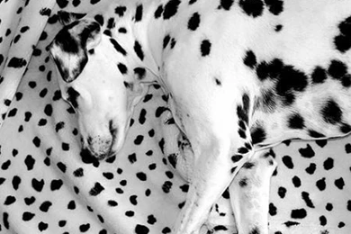 Download Wallpapers 2048x2048 Dalmatian, Lying, Dog, Blanket ...