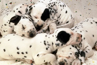 Free Wallpapers   Free Animal Wallpapers   Dalmatian Wallpapers ...