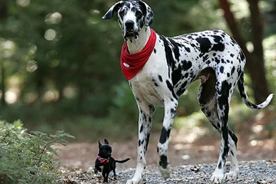 Cute Chihuahua And Dalmatian Wallpapers For Your Computer Desktop