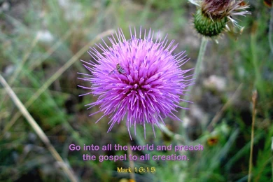 FCC.org's Bible Verse Wallpapers