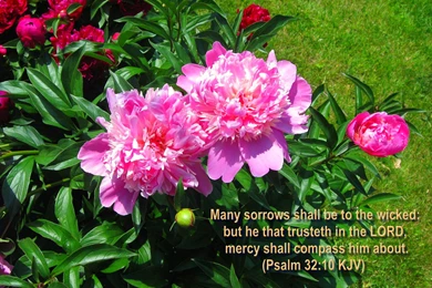 Favorite Bible Versed FLOWERS Wallpapers