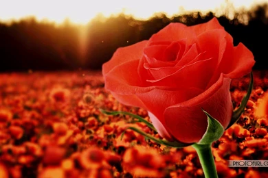 Beautiful Wallpapers 12   Best Wallpapers Collection