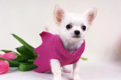 Free Wallpapers   Free Animal Wallpapers   Chihuahua Wallpapers ...