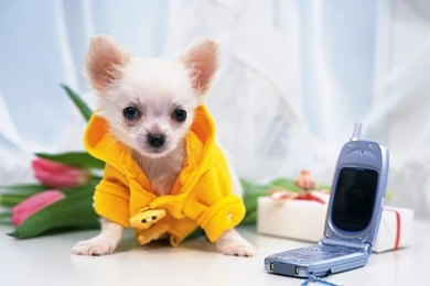 Chiwawa Puppy Pictures   Wallpapers HD Wide