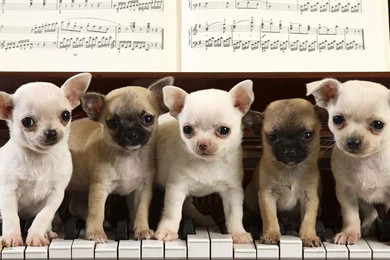 Only Wallpapers: Chiwawa Wallpapers