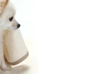 Free Chihuahua Wallpapers