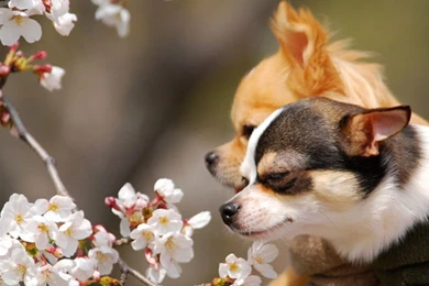 Cute Couple   Chihuahuas Wallpapers (15906687)   Fanpop