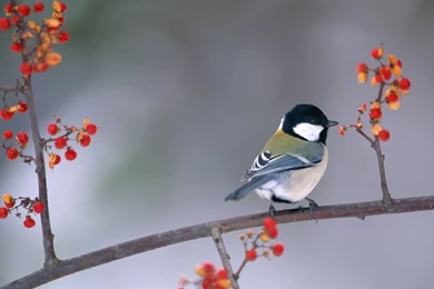 Birds Wallpapers Free Download