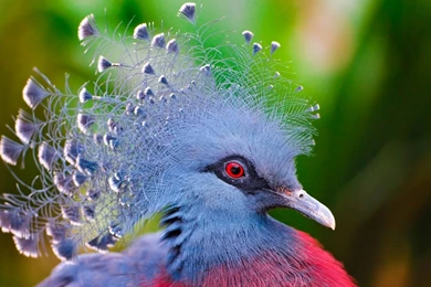 BIRD WALLPAPER FREE WSP089