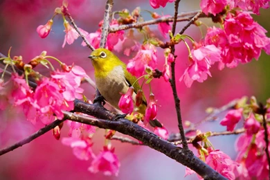 Beautiful Bird HD Wallpapers
