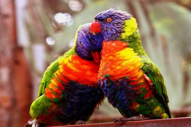 Love Bird Wallpapers   Wallpapers Cave