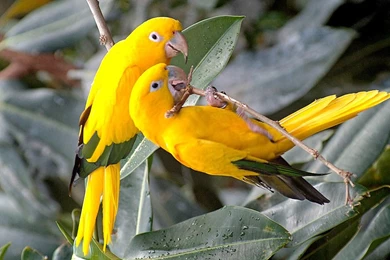 Animals Zoo Park: Beautiful Birds Desktop Free Wallpapers