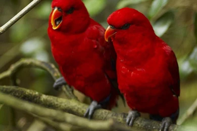Red Birds Wallpapers   Wallpapers Mela