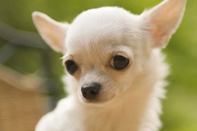 Chihuahua Wallpapers   Teddybear64 Wallpapers (33124221)   Fanpop