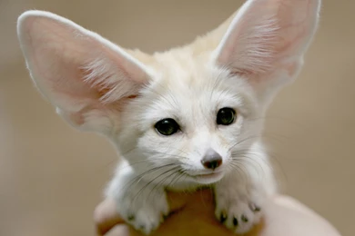 White Chiwawa Dog Wallpapers In High Resolution For Free Get White ...