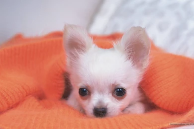 The Sweet Chihuahua   Chihuahuas Wallpapers (18633544)   Fanpop