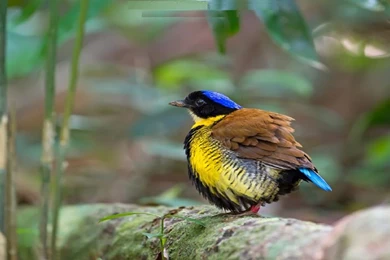 Gurneys Pitta hd desktop wallpapers free download beautiful birds images.jpg