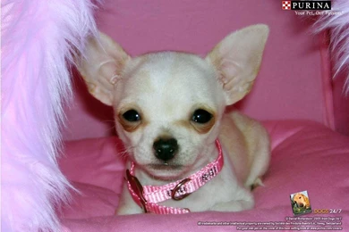 Chiwawa   Dogs Wallpapers
