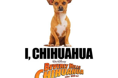 Beverly Hills Chihuahua Wallpapers (1280 X 1024 Pixels)