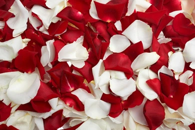 red roses backgrounds wallpapers