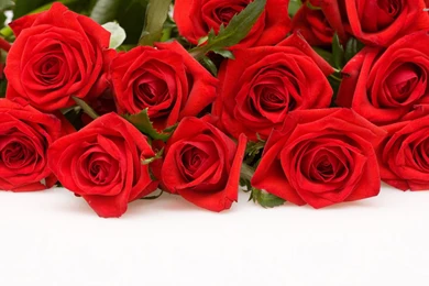 Red Roses Images Red Roses Red Roses Backgrounds My City Flower ...