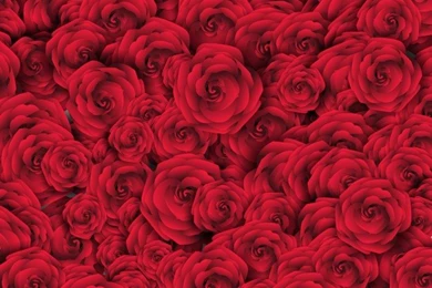 Red Rose Vectors, Photos And PSD Files