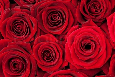 red roses backgrounds wallpapers