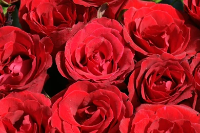 Red roses dsc03587 dws.jpg