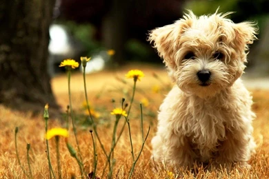 Free Desktop Wallpapers 1   Best Wallpapers Collection