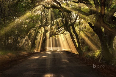 Botany Bay Road, Edisto Island, South Carolina