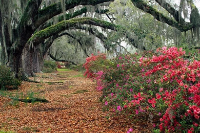 AZALEAS AND LIVE OAKS MAGNOLIA PLANTATION CHARLESTON SOUTH ...