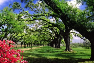 Trees Hall Plantation South Carolina Wallpapers