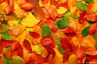 Beautiful, Wallpaper, Desktop, Nature, Leaves (