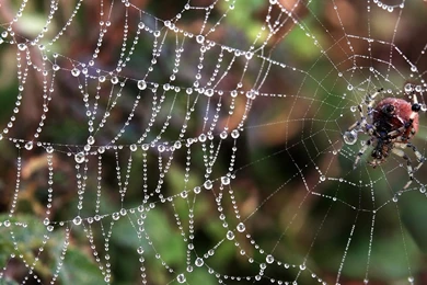 Spider Wallpapers Archives   HDWallSource.com   HDWallSource.com