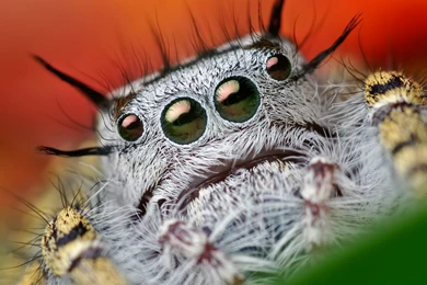 Pics, Facts, Funny Stuff About Animals & Nature Spider Wallpapers