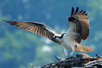 Large Desktop Backgrounds   Wallpapers Cave