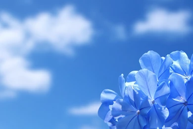 Blue Flowers Wallpaper.jpg