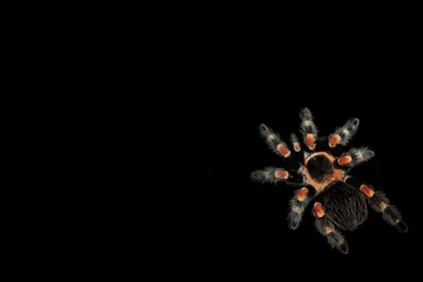 Spider Computer Wallpapers, Desktop Backgrounds