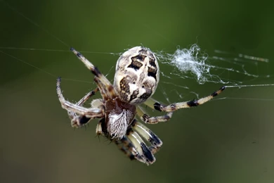 Spider Wallpapers