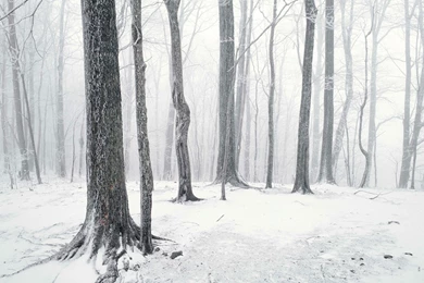Forest Winter Scene Wallpapers
