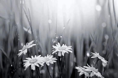 Black & White Desktop Wallpapers