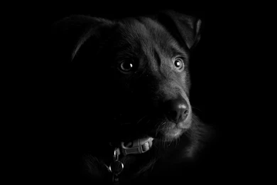 Nature, Animals, Dog, Artwork, Photography, Monochrome, Portrait ...