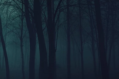 720x1280   Dark/Forest   Wallpapers ID: 297370